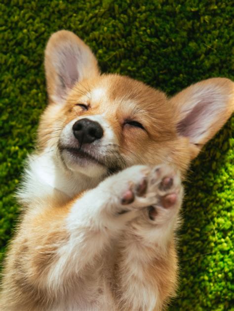 Dorgi vs. Corgi - A Few Good Pets