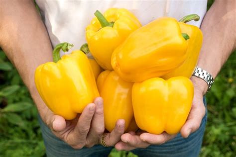 Сладкий перец с толстой стенкой — 7 «мясистых» сортов — Ботаничка