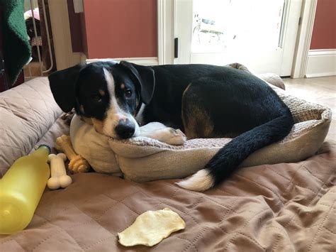 Why Does My Dog Keep Dragging His Bed at Sarah Fox blog