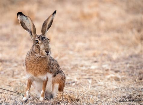 Hare Wildlife Wallpaper - Resolution:2048x1509 - ID:1111264 - wallha.com