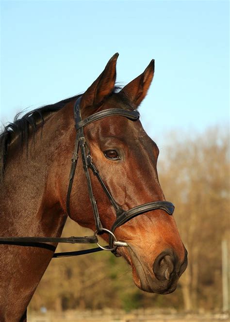 cadix - Centre Equestre