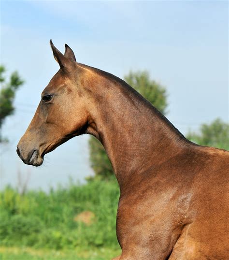 Айтыс - Конный завод Dacor
