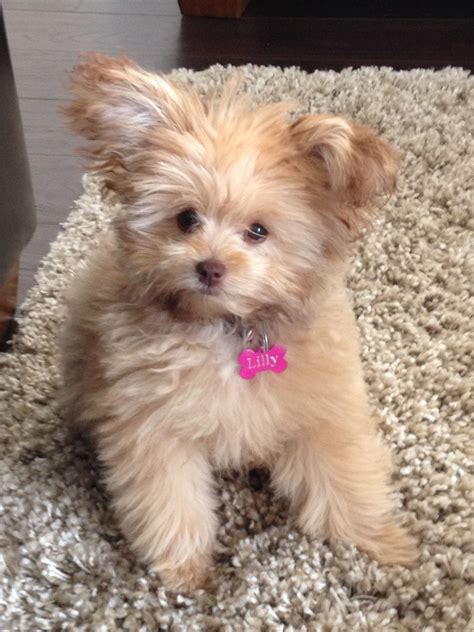Yorkie Pomeranian Maltese Mix Puppies - Gimera