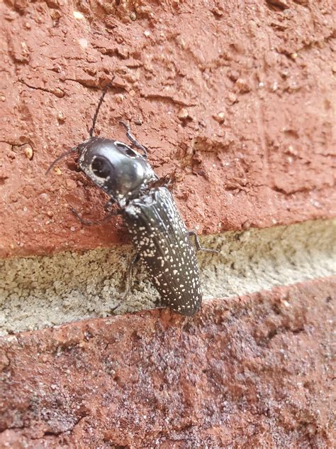 found this cool click beatle out on the porch! : r/Entomology