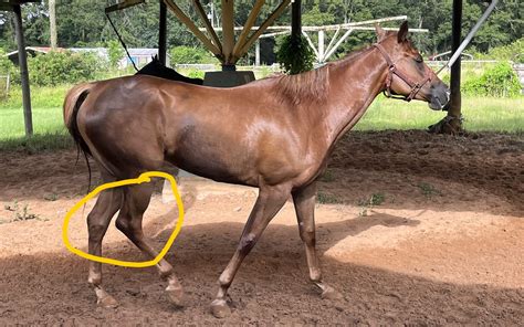 horse hock
