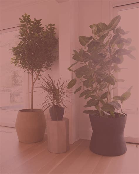 Plant Care & Maintenance Service — Variegated NYC