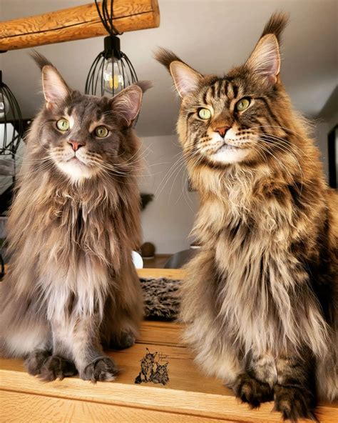 9 Most Famous Maine Coon Cats in the World - MaineCoon.org