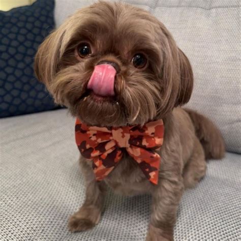 Todos los colores del Shih Tzu explicados (¡con fotos!) - DogsPlanet.com