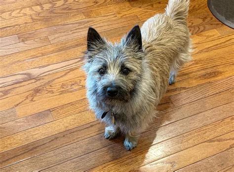 Cairn Terrier Mix Breeds