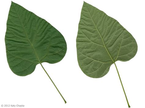 Northern Caltalpa Tree Leaves