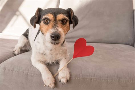 Do Heart Murmurs Go Away In Puppies