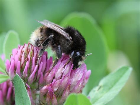 Königin der Veränderlichen Hummel (Bombus humilis, Farbvariante "var ...