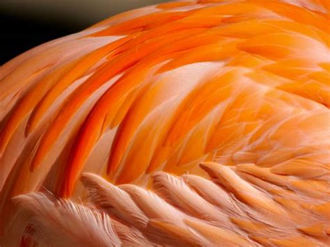 9,800+ Flamingo Feathers Close Up Stock Photos, Pictures & Royalty-Free ...