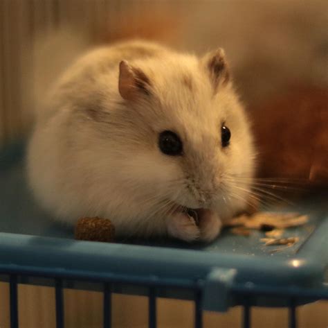 is it normal hamster hyperactive cheap 2