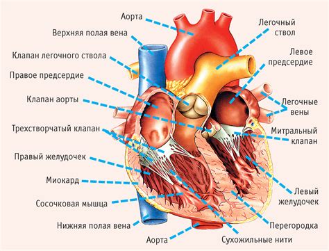 Энциклопедия - Сердце
