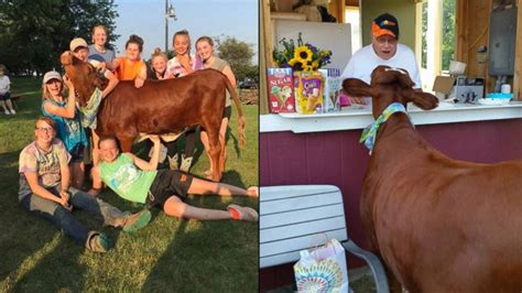 Video Rescued cow gets special 1st birthday party after beating the ...