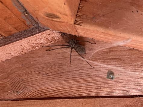 One of my sheds residents (UK) : r/spiders