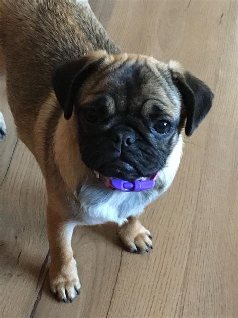 female pug puppy | in Ammanford, Carmarthenshire | Gumtree