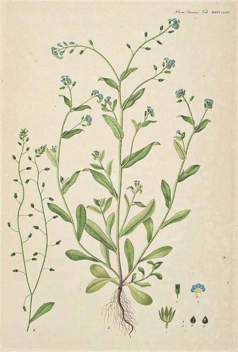 28 best flora danica botany images on Pinterest