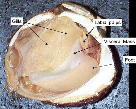 reading mollusks biology ii laboratory manual study guides