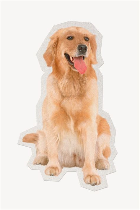 Golden Retriever paper cut isolated | Premium Photo - rawpixel