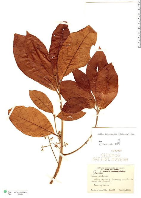 Aniba intermedia | Rapid Reference | The Field Museum