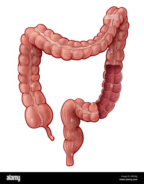 Large Intestine, Illustration Stock Photo - Alamy