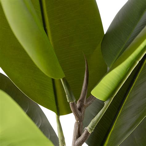ficus elastica mm  easy ivy