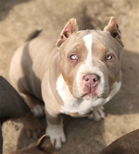 American Bully Xl How Big