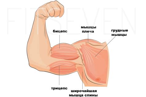 Лучшие упражнения на грудь с гантелями — тренировка дома