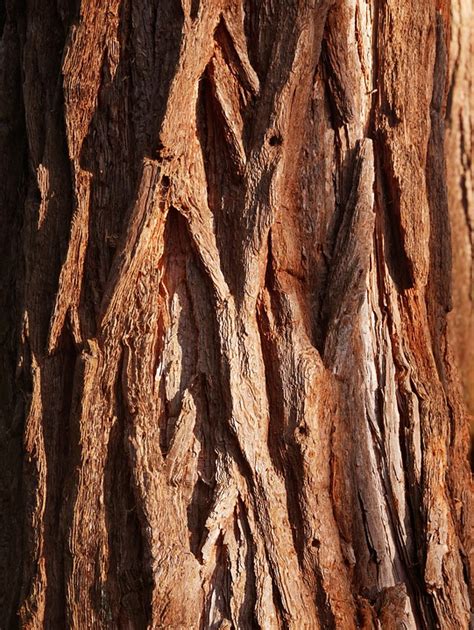 bark drink trunk  photo  pixabay
