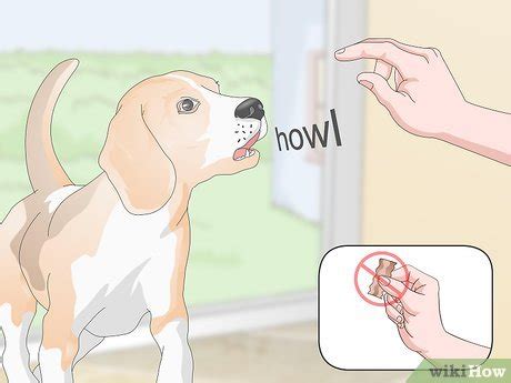 Unlocking Canine Harmony: 4 Steps To Get Your Dog Singing In Harmony