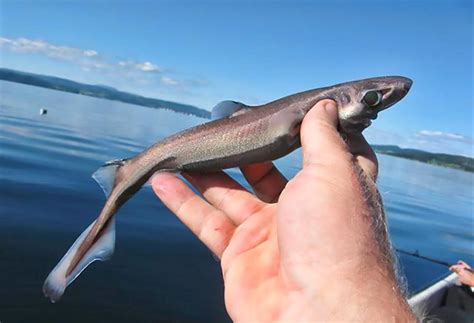 Dwarf Lantern Shark