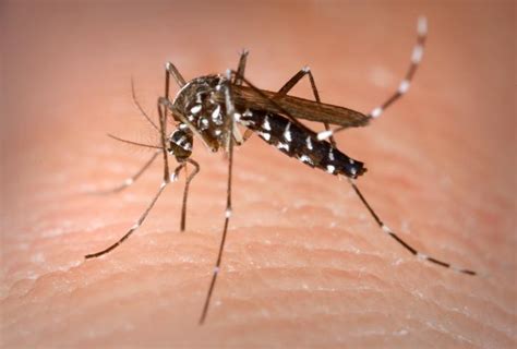 Chikungunya: An exotic virus on the move | Virology Blog