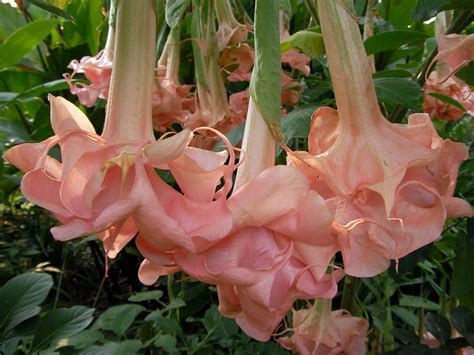 Angel Trumpet Nursery - Brugmansia Plants for Sale