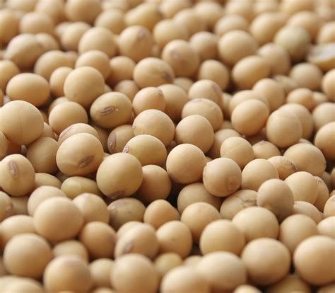 Poor regulation threatens soybean export – Operators