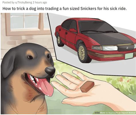 Wikihow Pictures