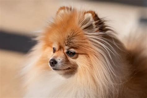 pomeranians fur  hair  truth revealed pretty pomeranian guide