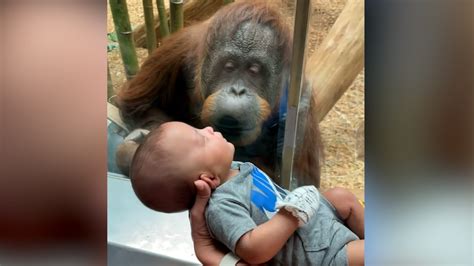 Curious orangutan at Louisville Zoo asks to look at newborn baby