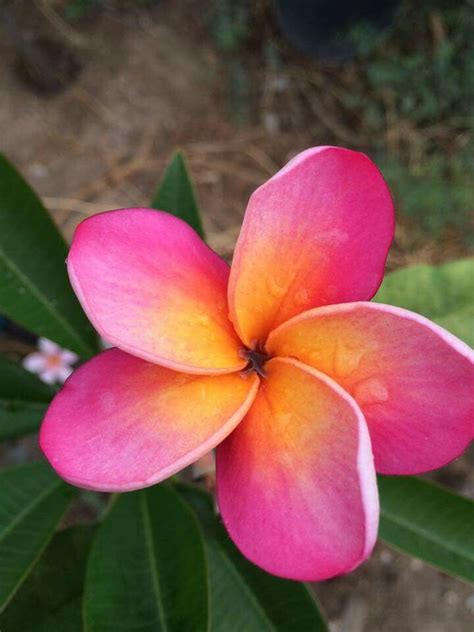 Pin by Marion Rolleston on Frangipani | Beautiful flowers, Blooming flowers, Fragrant flowers