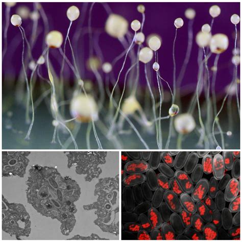 The relationship between an amoeba and its bacteria | eLife Science ...