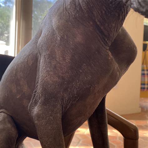 Witch Hazel wipes for skin irritation? : r/Xoloitzquintli
