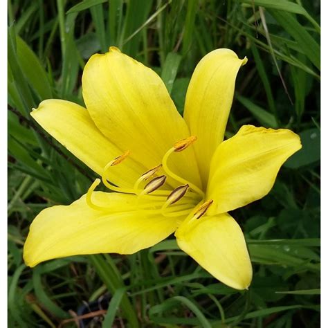 Hemerocallis minor - Pépinière du Lac des Joncs