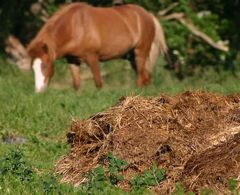 Healthy Soil Facts for Kids