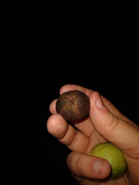 Are these hickory nuts? : foraging