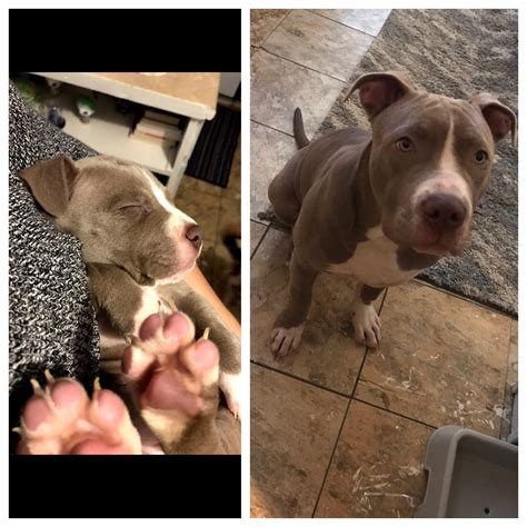 Juicy loves treats, cuddles, and cats even though it’s not mutual ️