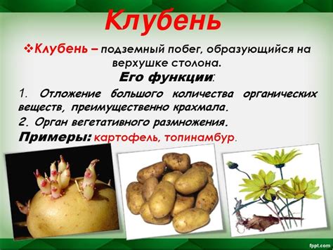 Ответы Mail: Какая разница между клубнем и клубеньком?