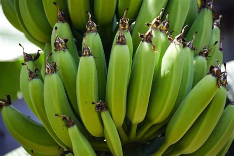 Growing Banana Plants In Backyard - Planting Guide | Gardening Tips