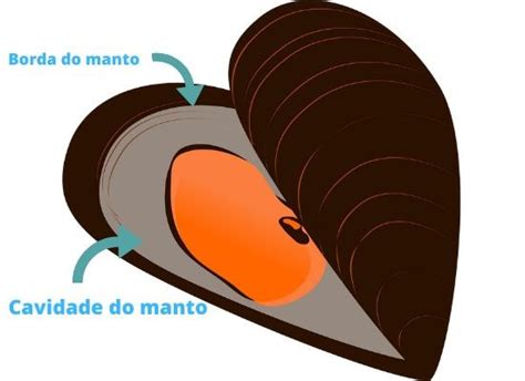 Qual É O Nome Do Principal Componente Das Conchas Marinhas - O papel das conchas no ambiente marinho