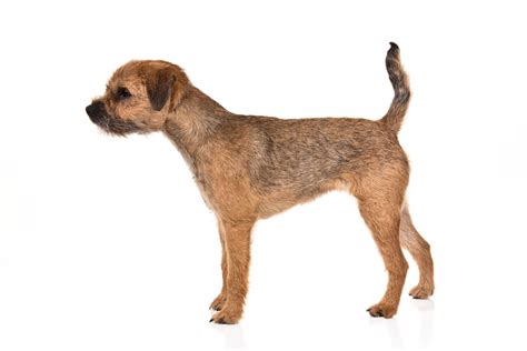 Border Terrier Dog Breed Information | Border terrier, Terrier dog ...
